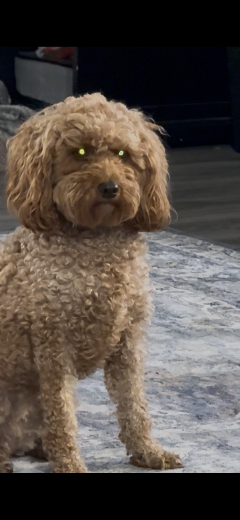Lily, lost dog, Goldendoodle