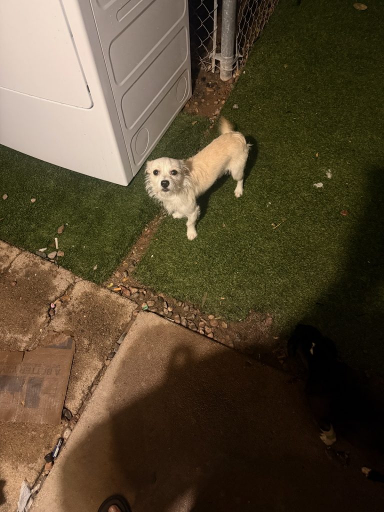 White Boy, lost dog, White terrier mix