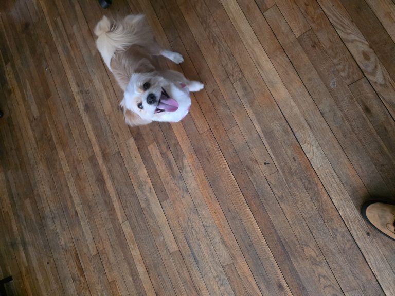 Chase, lost dog, Small