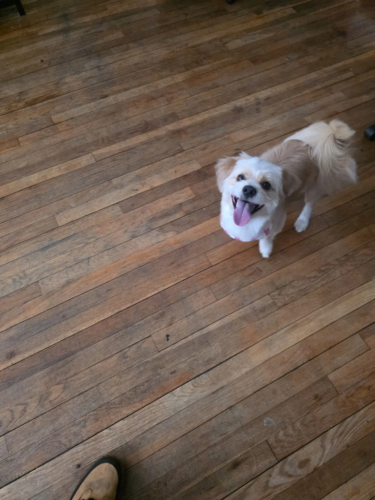 Chase, lost dog, Small