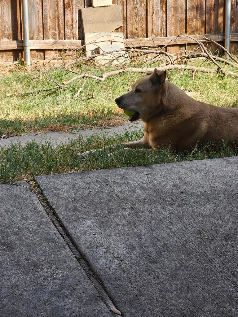 Mambo, lost dog, Lab