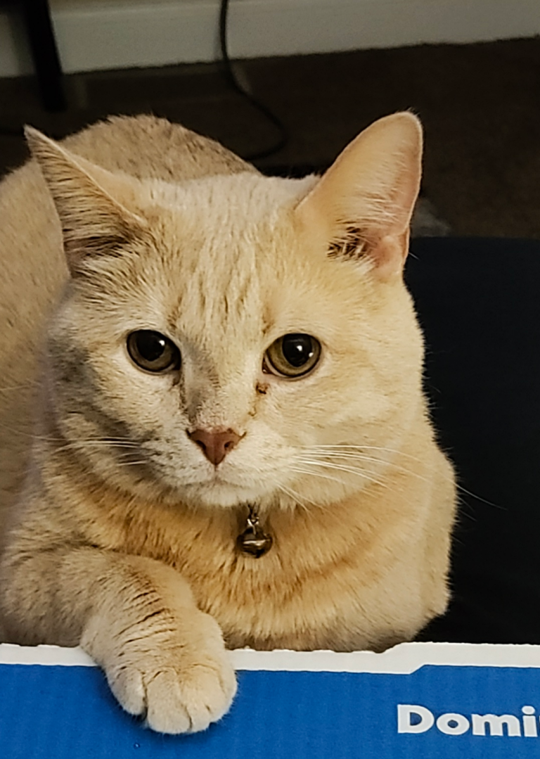Milo, lost cat, Short hair