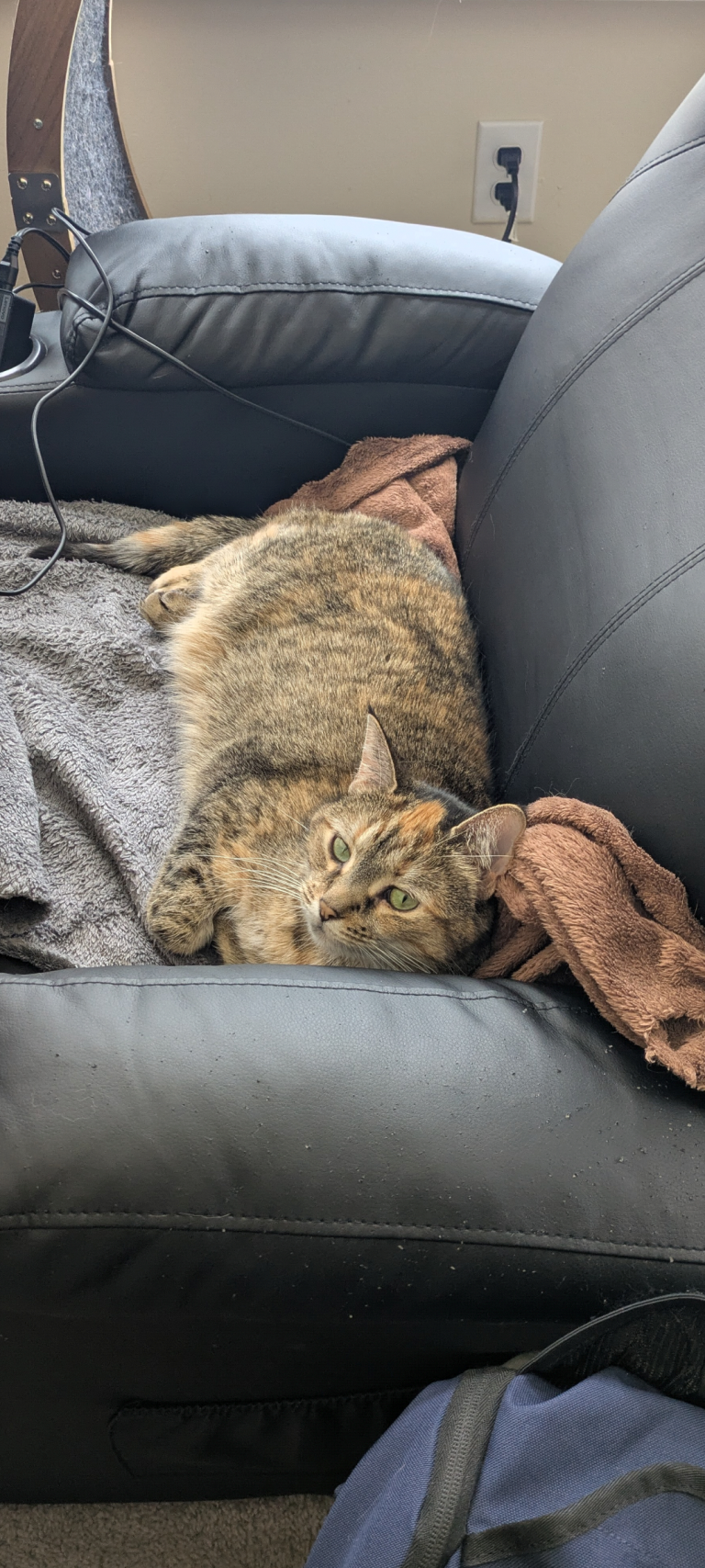 Chloe, lost cat, DSH
