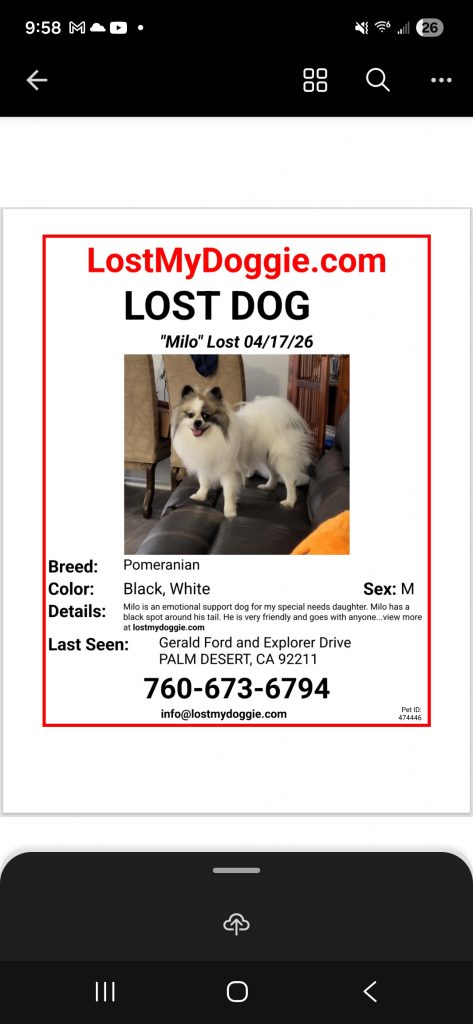 Milo, lost dog, Pomeranian