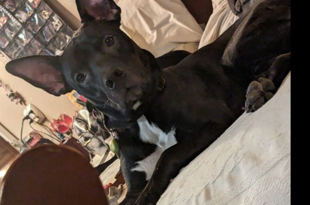 Dozer, lost dog, Pitbull/lab