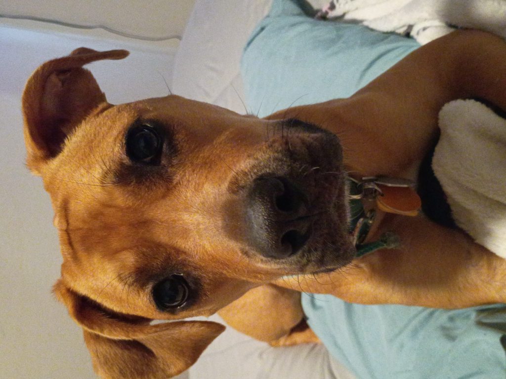 Roxie, lost dog, Mix