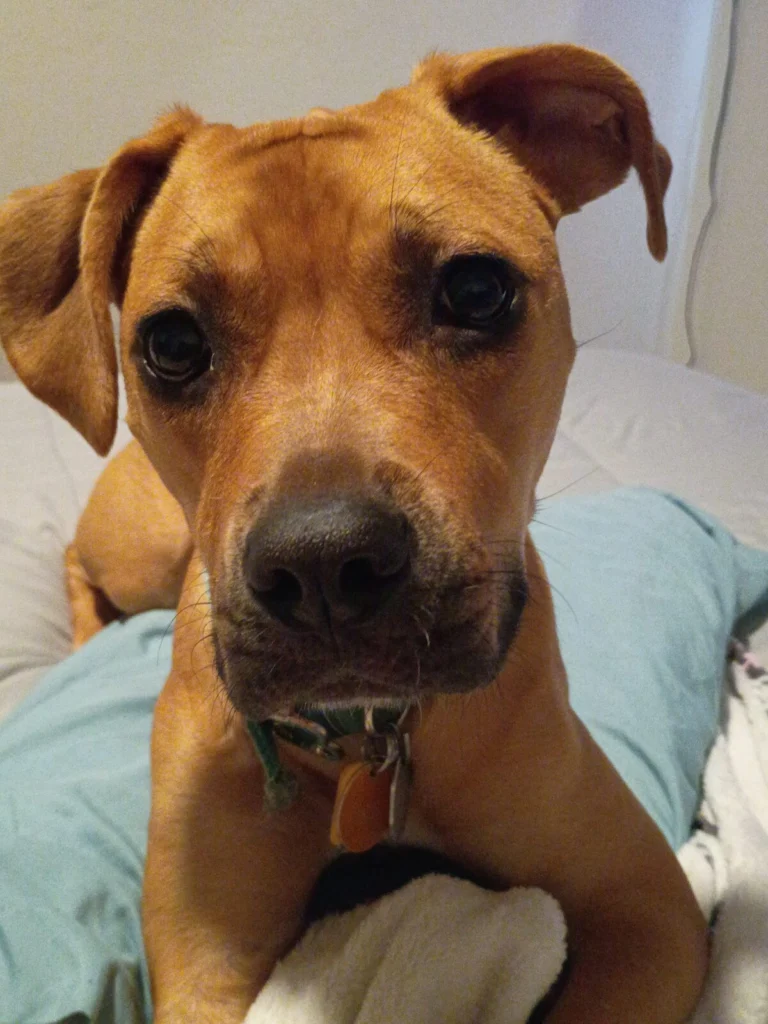 Roxie, lost dog, Mix