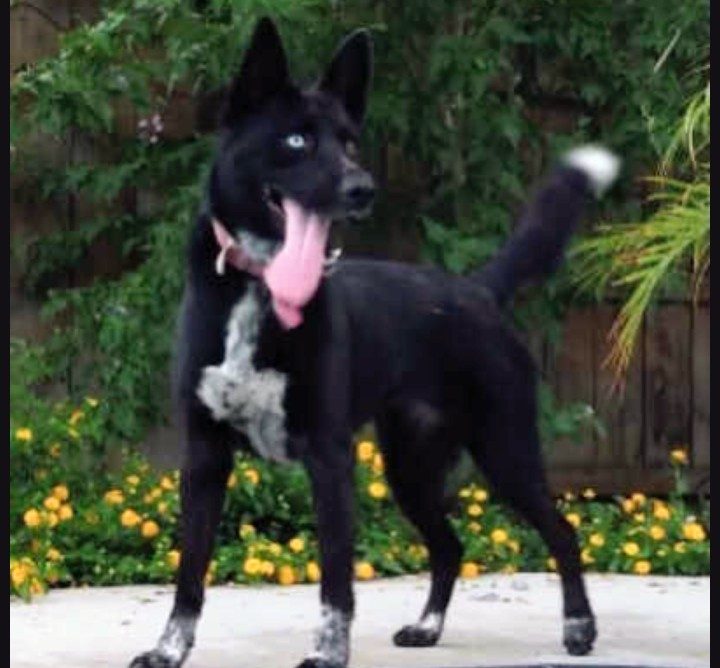 Sapphire, lost dog, German shepherd