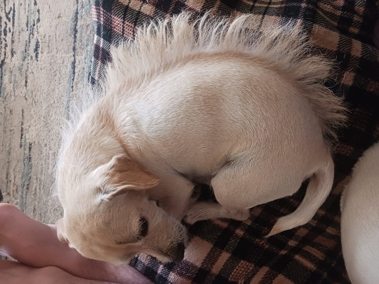 Scruffy, lost dog, Chihuahu jack Russell terrier mix
