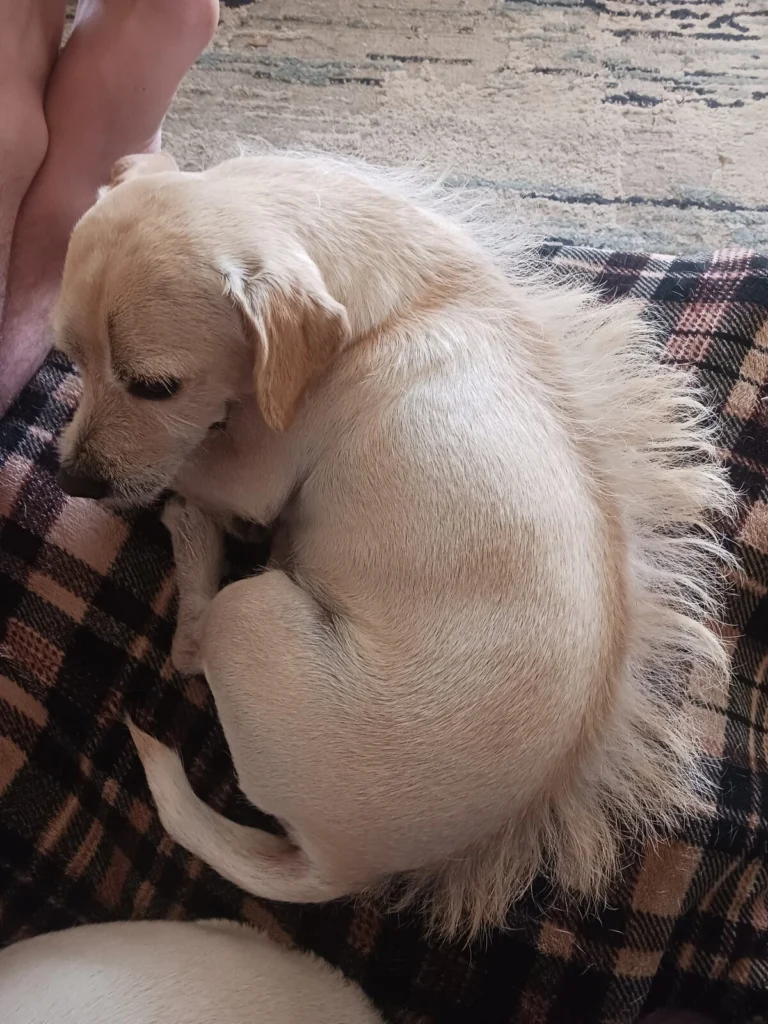 Scruffy, lost dog, Chihuahu jack Russell terrier mix