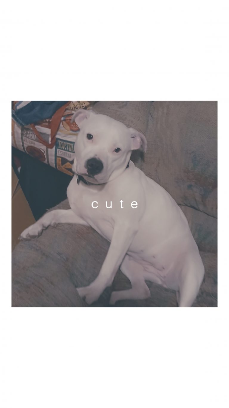 Catalaya, lost dog, Pit