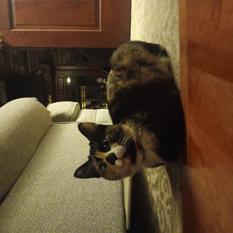 Bibiddi, lost cat, Calico