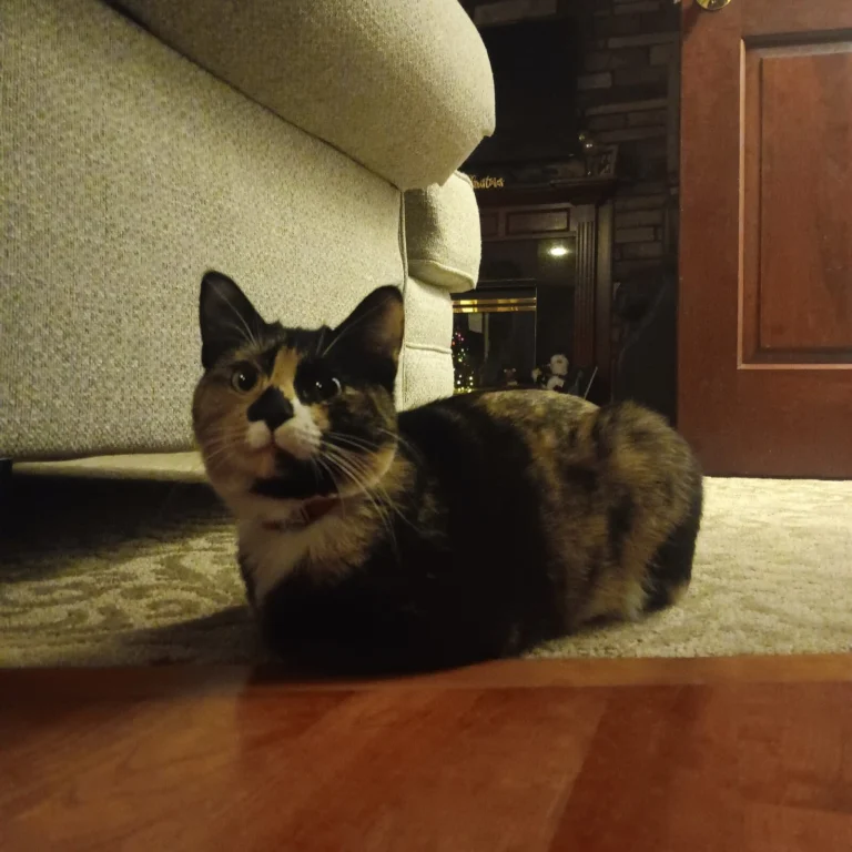 Bibiddi, lost cat, Calico