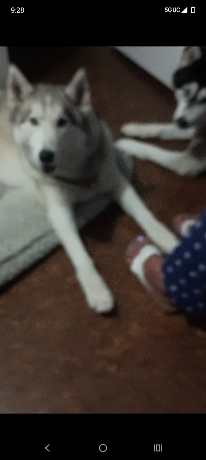 HERCULES, lost dog, Cyberian Husky