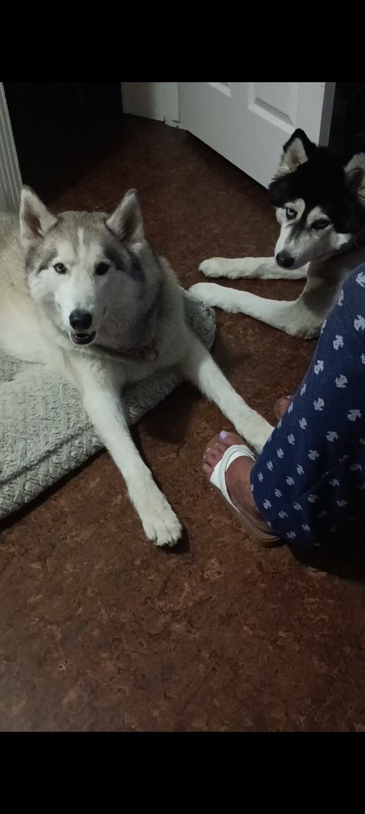 HERCULES, lost dog, Cyberian Husky