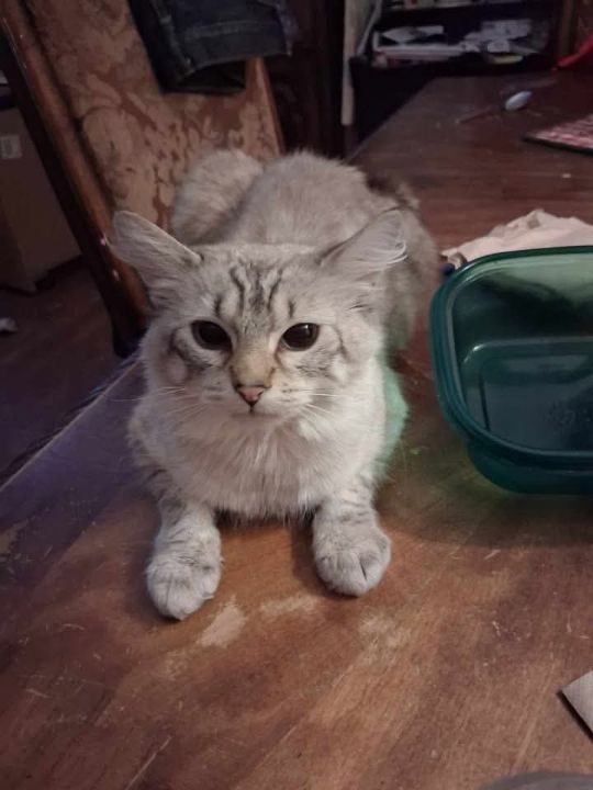 Fluffy, lost cat, Ragdoll mix