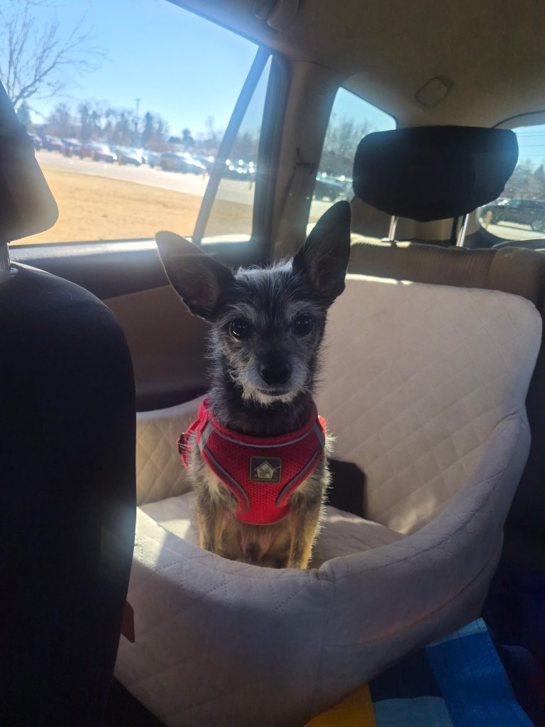 Gizmo, lost dog, Terrier