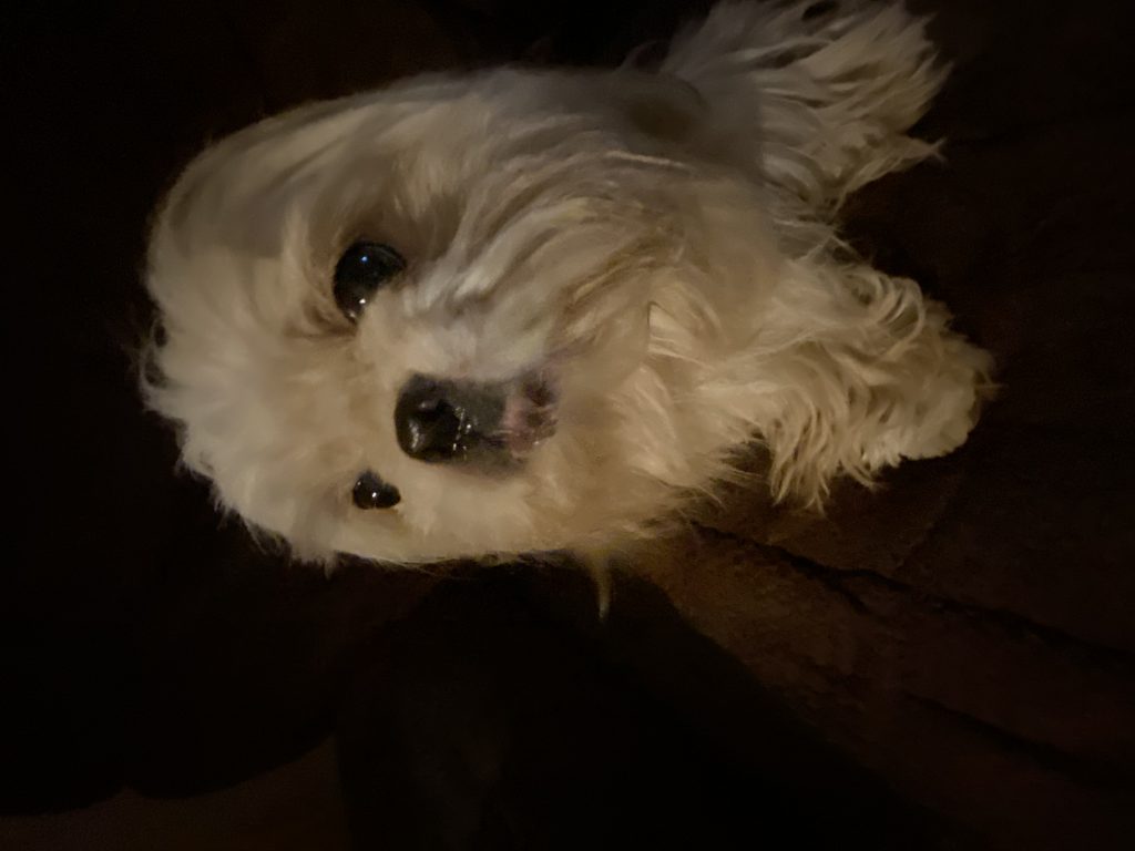 Gizzy, lost dog, Shitzu