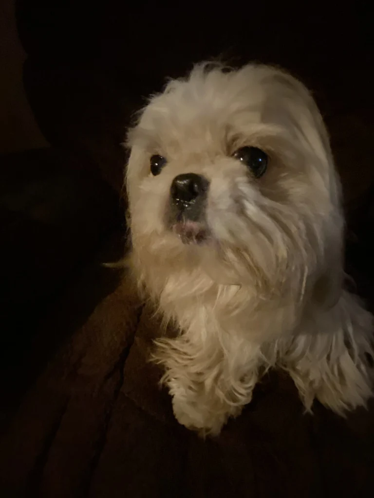 Gizzy, lost dog, Shitzu