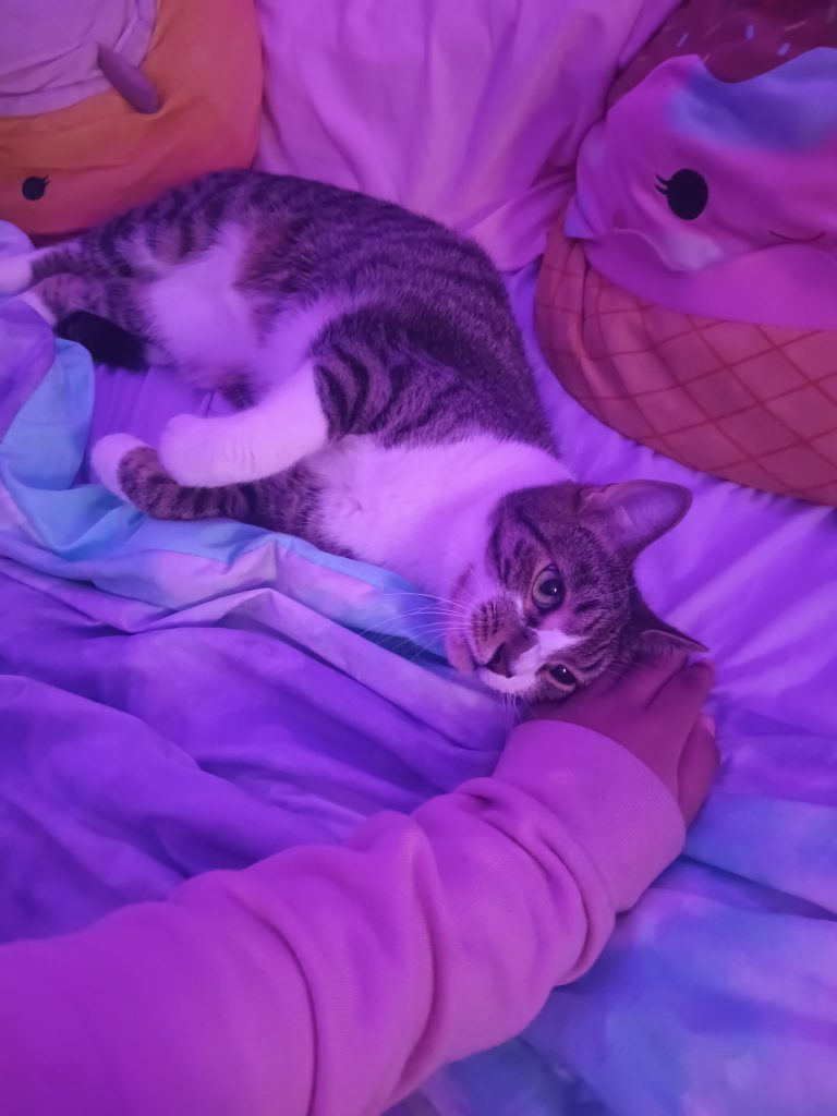 Miles, lost cat, Tabby