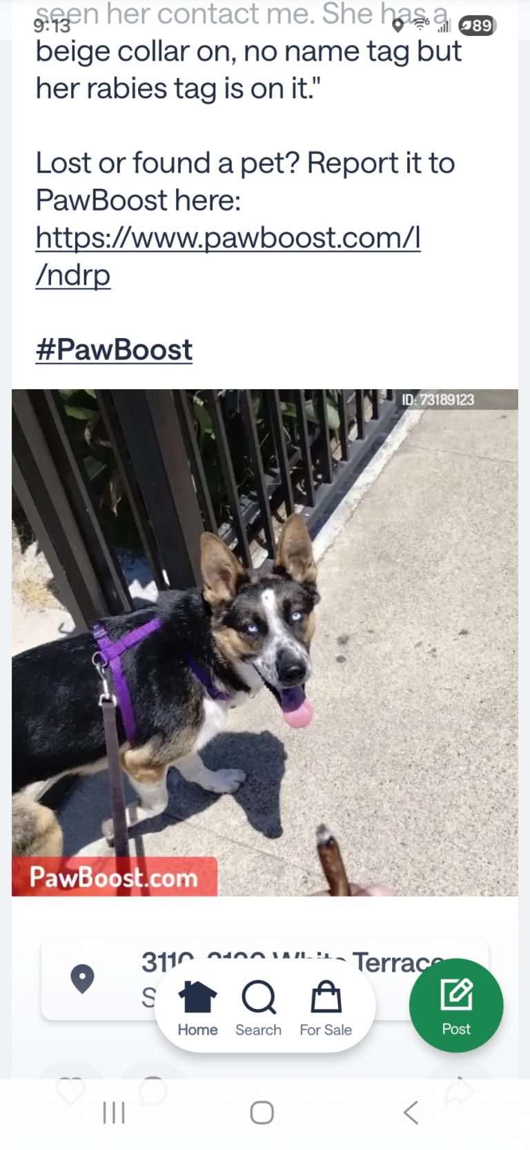 AZULA, lost dog, Shepherd/husky mixherd/Husky mix