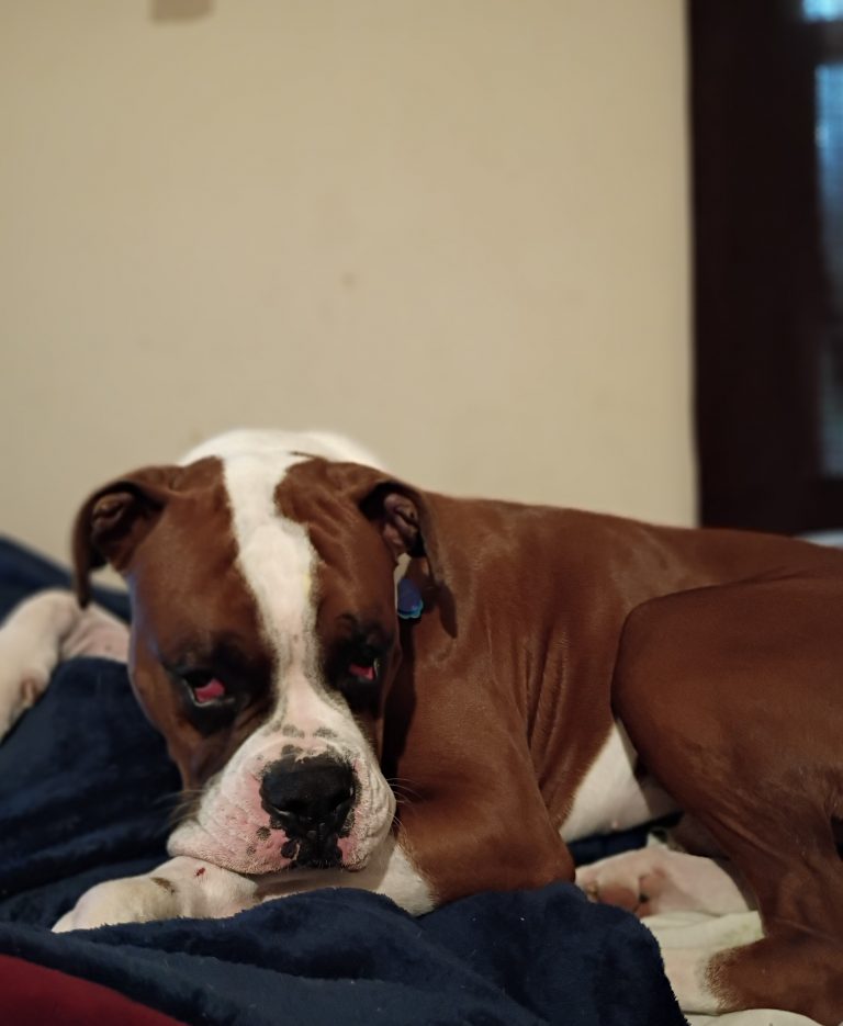 Kyro, lost dog, Boxer