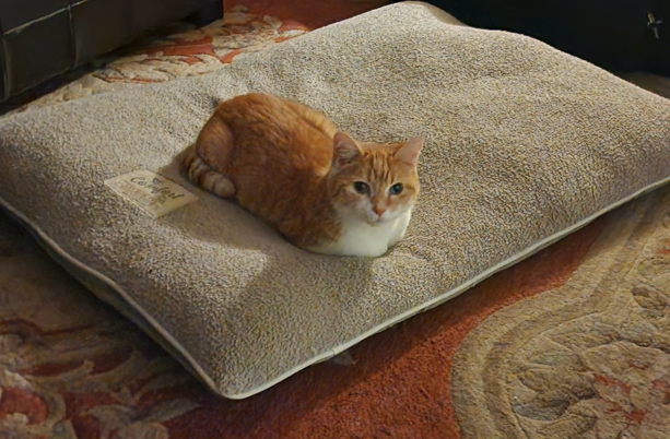 Kitty, lost cat, American short hair