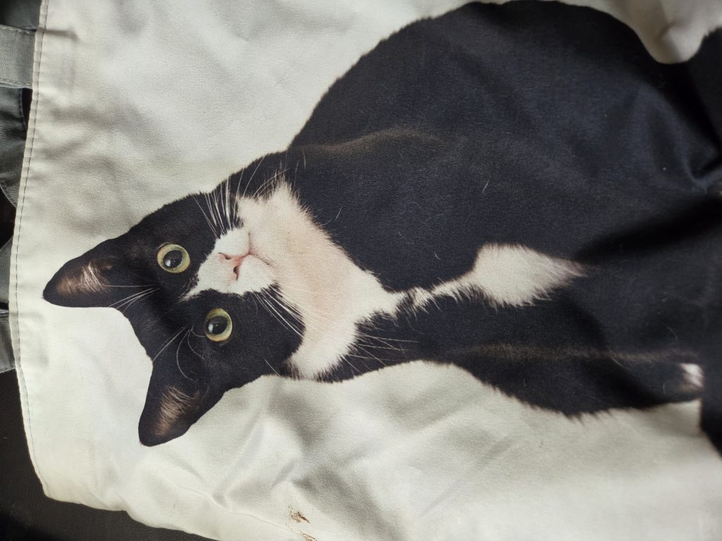 Toddy, lost cat, Manx