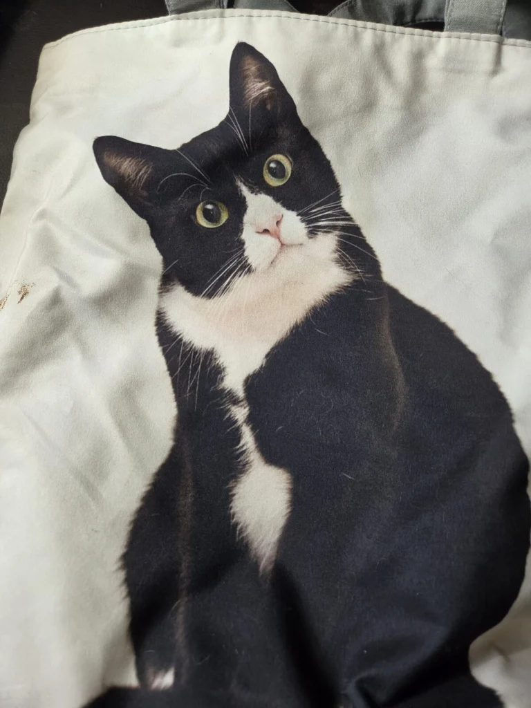 Toddy, lost cat, Manx