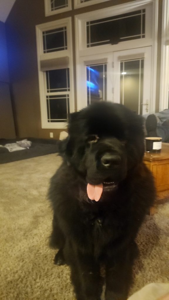 Ziggy, lost dog, Newfoundland