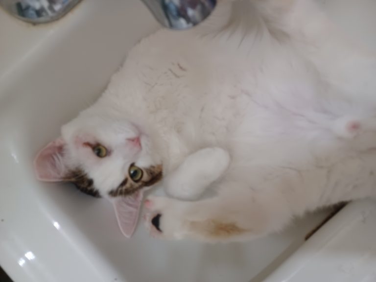 Kevin, lost cat, Short hair