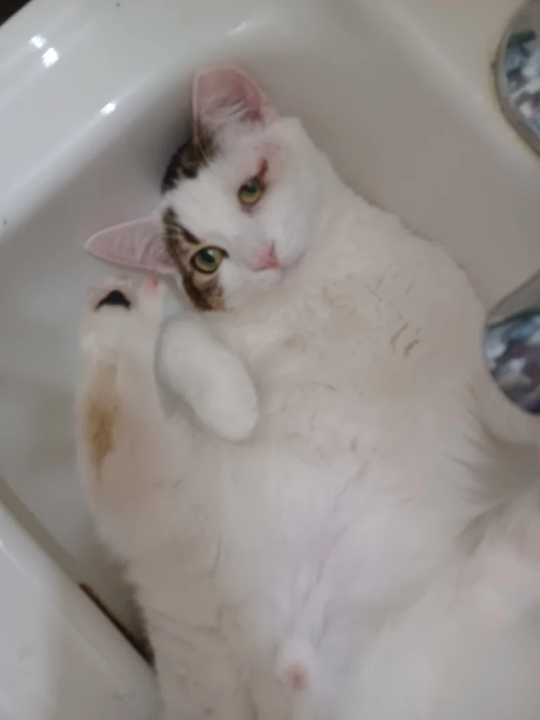 Kevin, lost cat, Short hair
