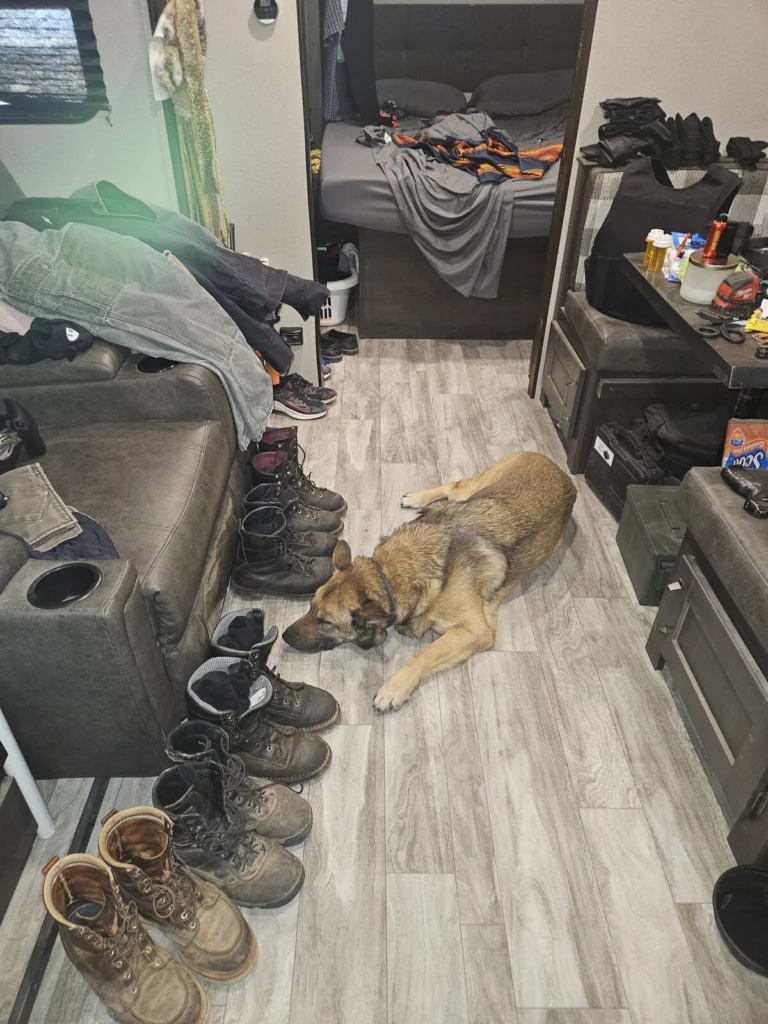 Chipper, lost dog, German Shepherd