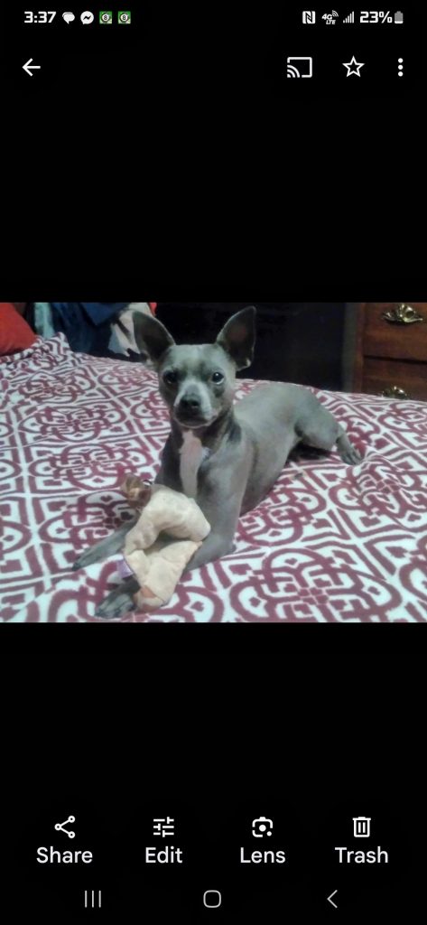 Zeus, lost dog, Chihuahua and Italian greyhound mix