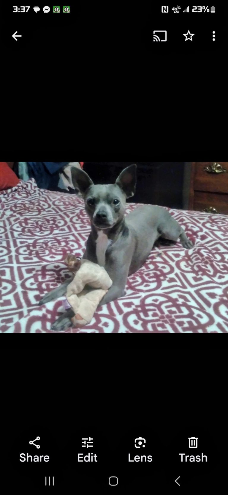 Zeus, lost dog, Chihuahua and Italian greyhound mix