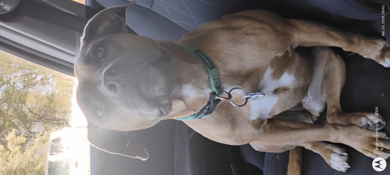 Taffy, lost dog, Mix
