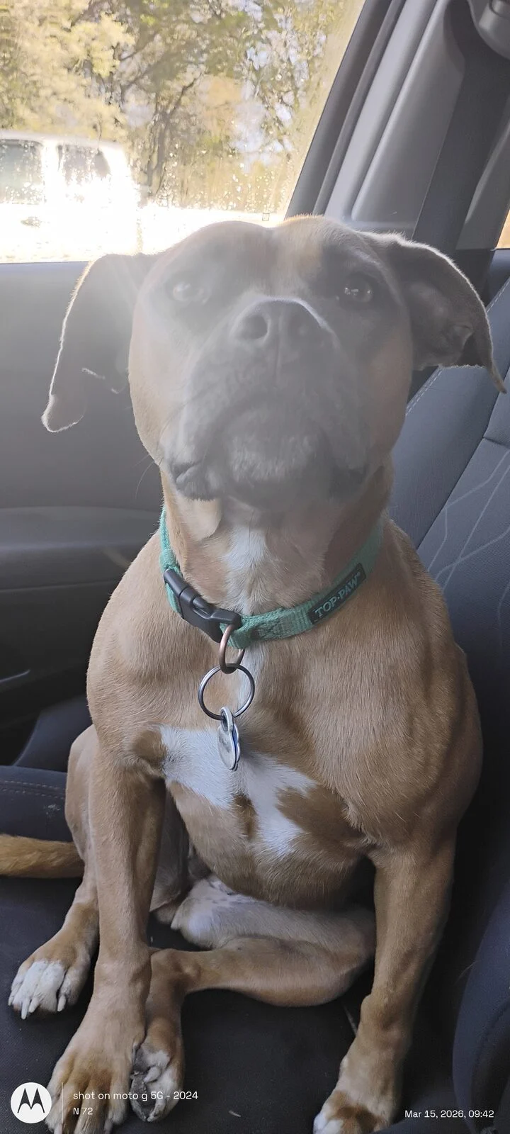 Taffy, lost dog, Mix