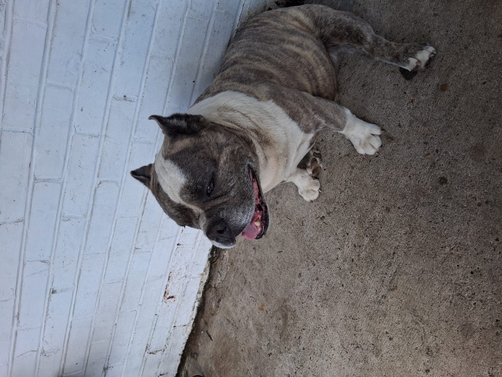Darco, lost dog, Pit Bull