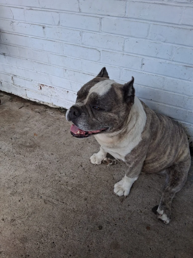 Darco, lost dog, Pit Bull