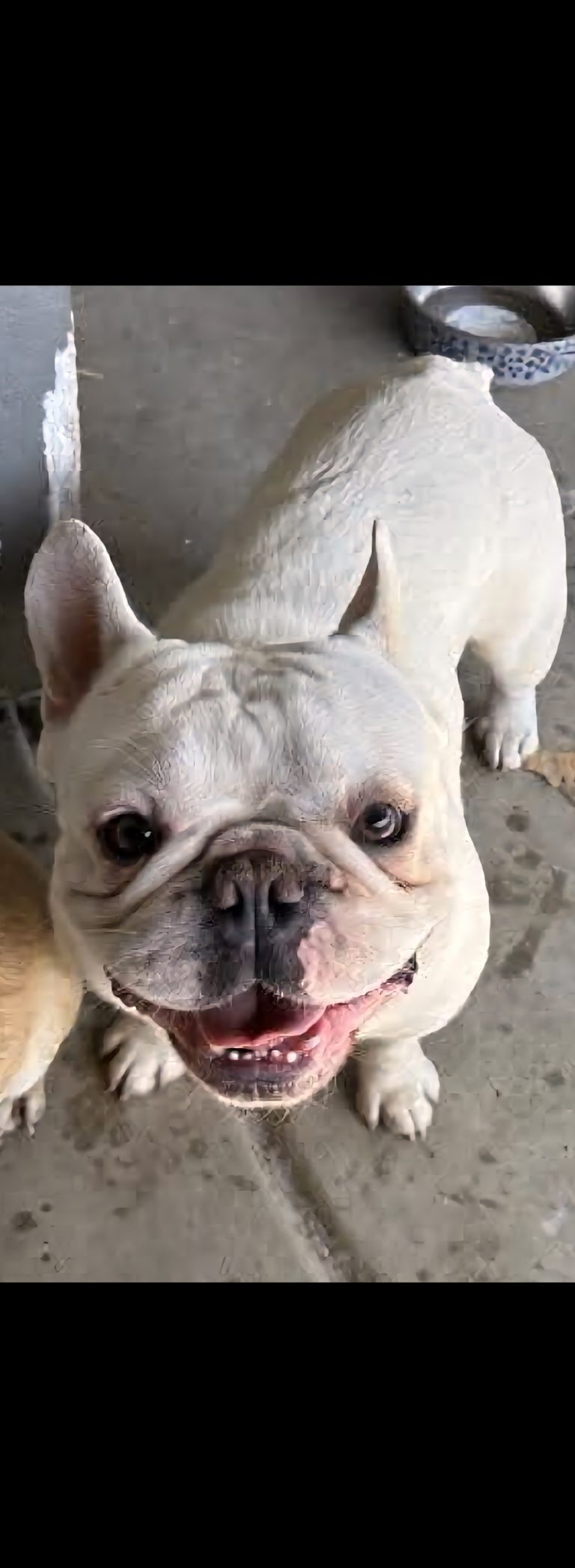Cloud, lost dog, French bulldog