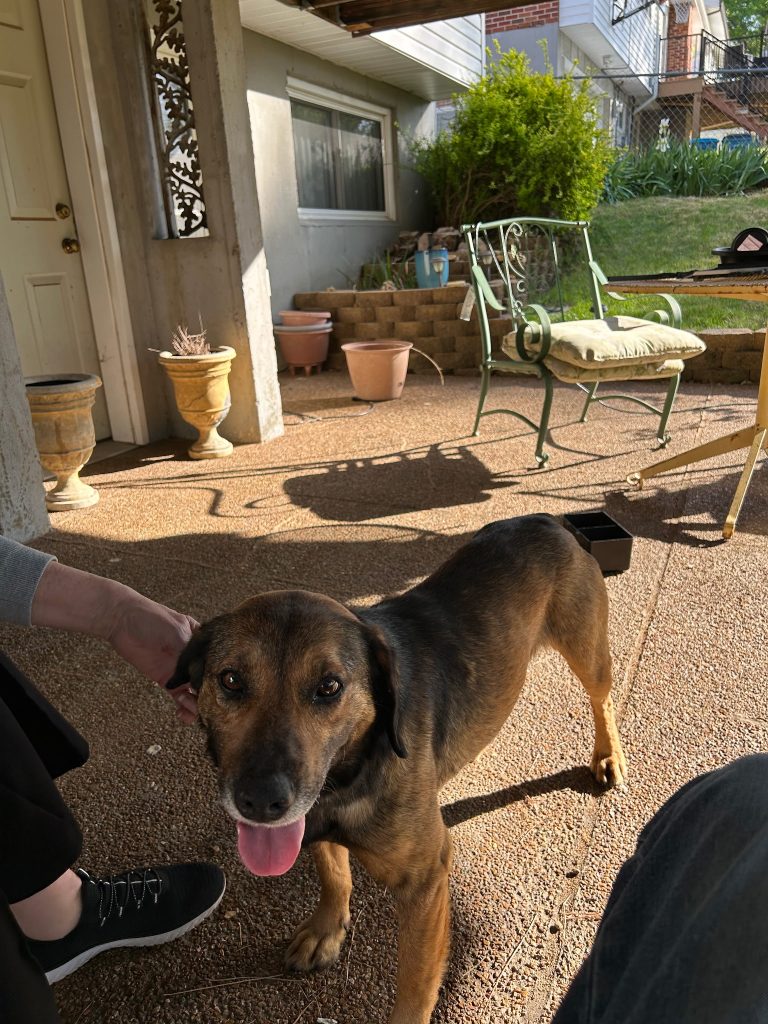 Rocky, lost dog, German, beagle mix