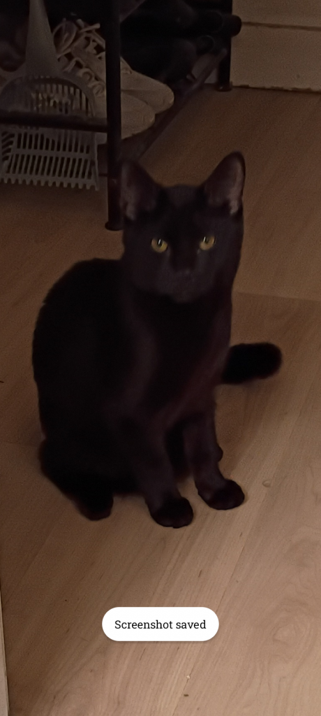 Mamaz, lost cat, Domestic short hair