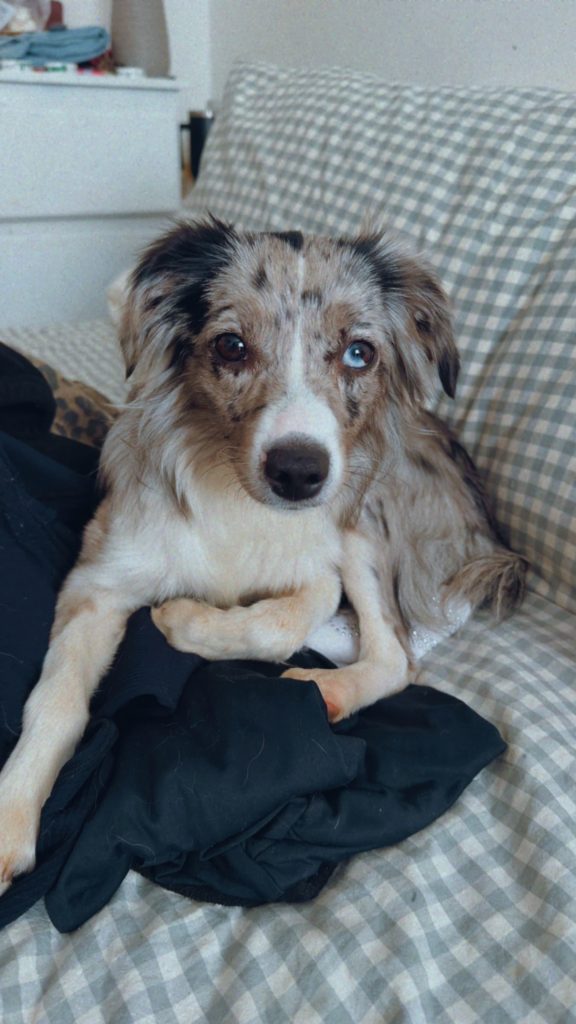 Halo, lost dog, Miniature Australian shepherd
