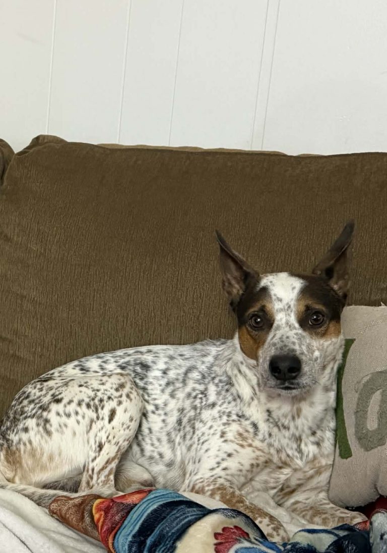 Captain Ross, lost dog, Heeler mix
