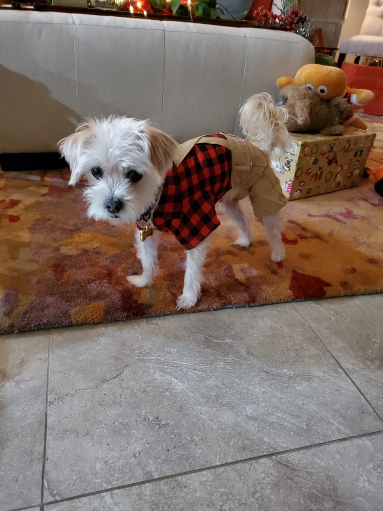 Dexter, lost dog, Morkie