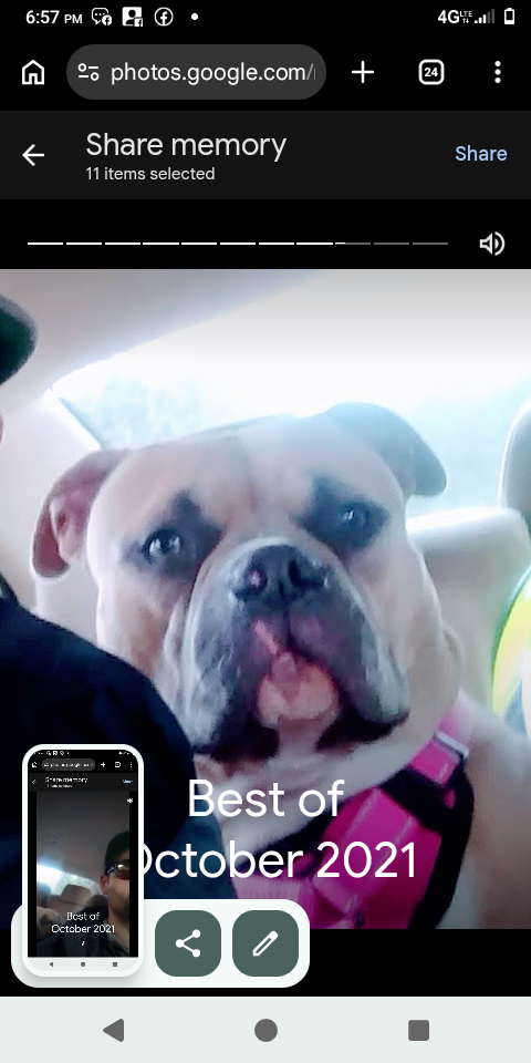 Ava, lost dog, Box/pit