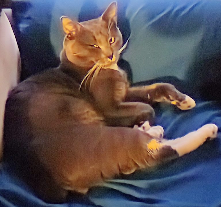 Bear Cub, lost cat, Manx