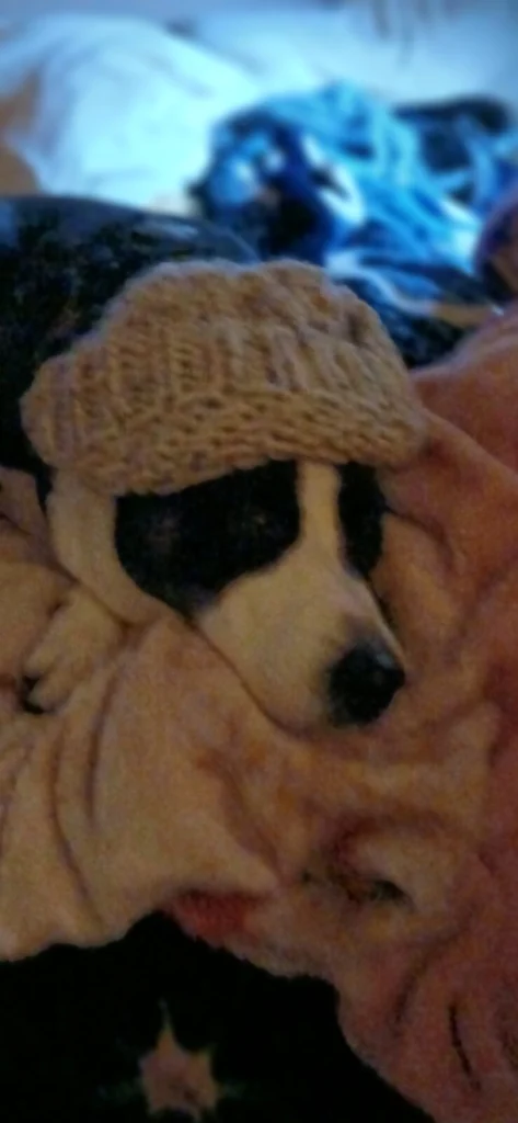 Sheeba, lost dog, Collie/lab