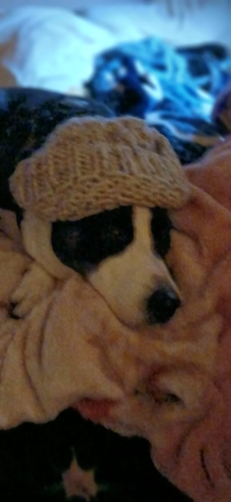 Sheeba, lost dog, Collie/lab