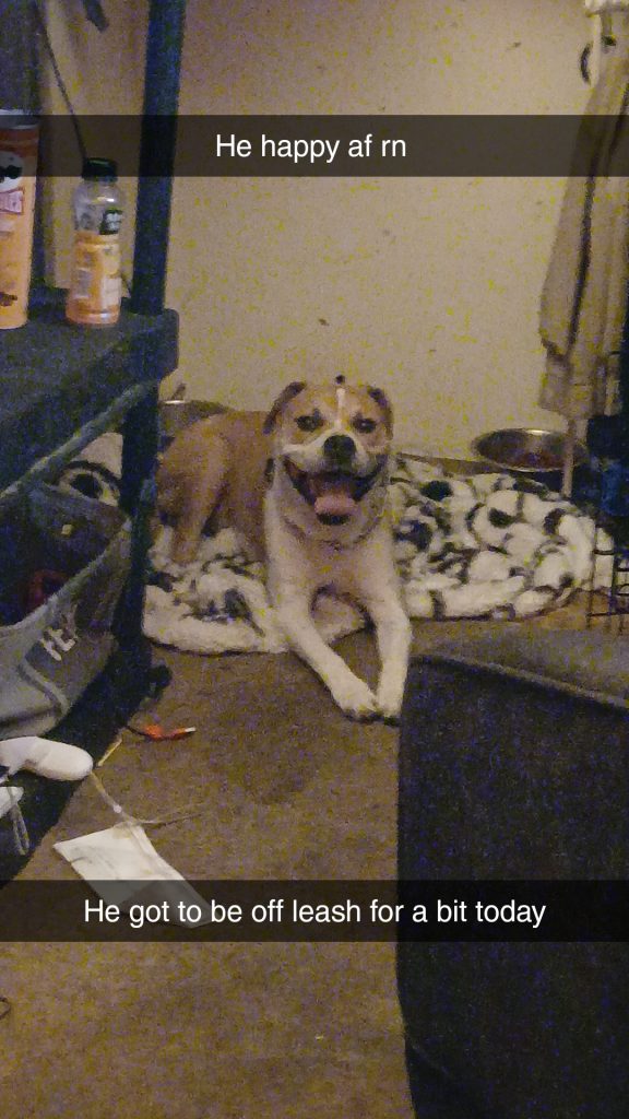 Tino, lost dog, Pitbull